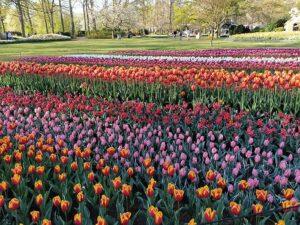 tulipanes keukenhof