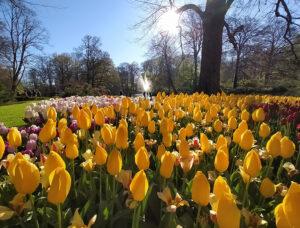 tulipanes